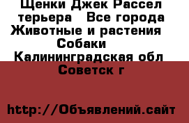 Щенки Джек Рассел терьера - Все города Животные и растения » Собаки   . Калининградская обл.,Советск г.